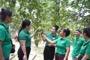 Tuyên Quang: Hội viên các cấp Hội nông dân tỉnh chung tay xây dựng nông thôn mới